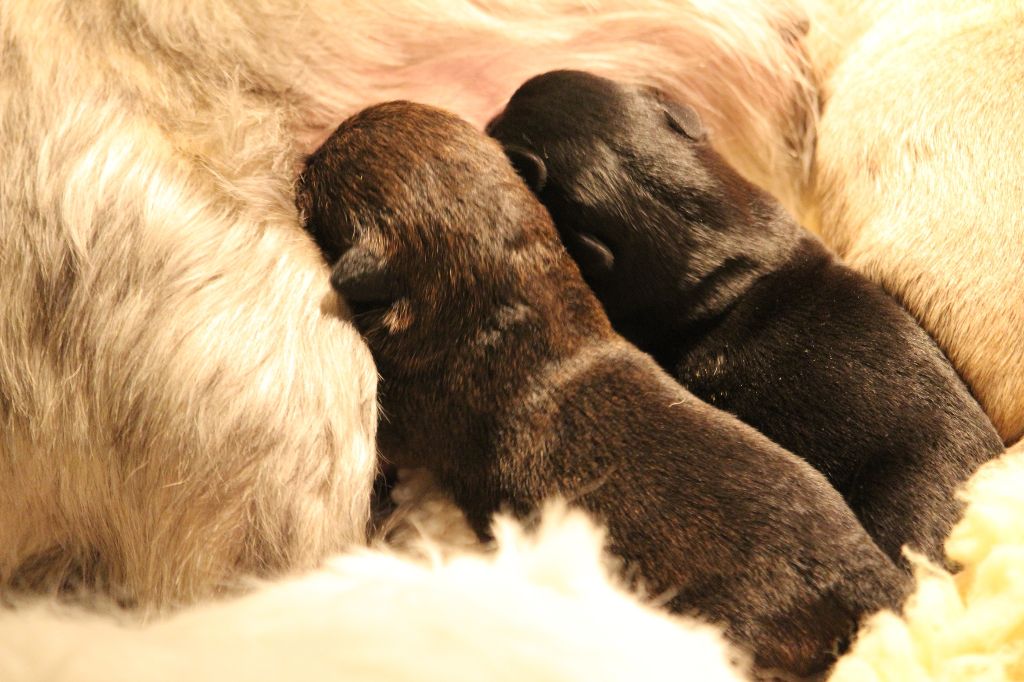 du Pays des Lylows - Scottish Terrier - Portée née le 05/02/2018