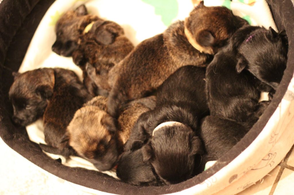 du Pays des Lylows - Scottish Terrier - Portée née le 05/03/2020