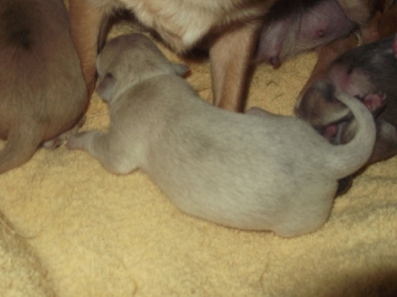 du Pays des Lylows - Chiot disponible  - Chihuahua