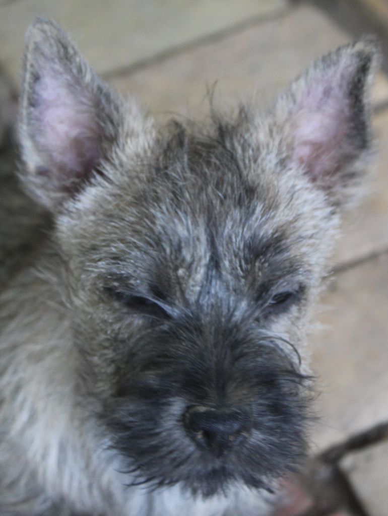 du Pays des Lylows - Chiot disponible  - Cairn Terrier