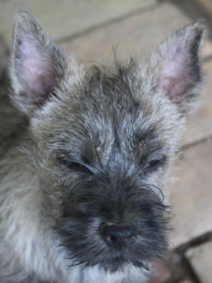 du Pays des Lylows - Cairn Terrier - Portée née le 15/03/2023
