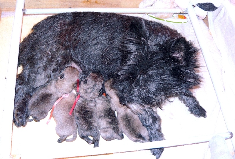 du Pays des Lylows - Cairn Terrier - Portée née le 17/07/2010
