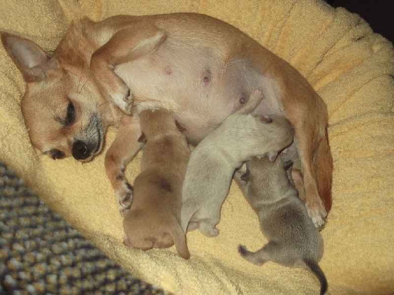 Chiot Chihuahua du Pays des Lylows