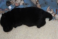 Scotty Black